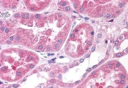 Invitrogen OXGR1 Polyclonal Antibody 50 &mu;g; Unconjugated:Antibodies,