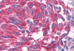 Invitrogen OXGR1 Polyclonal Antibody 50 &mu;g; Unconjugated:Antibodies,