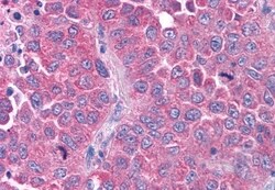 Invitrogen OXGR1 Polyclonal Antibody 50 &mu;g; Unconjugated:Antibodies,