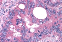 Invitrogen OXGR1 Polyclonal Antibody 50 &mu;g; Unconjugated:Antibodies,