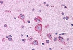 Invitrogen OXGR1 Polyclonal Antibody 50 &mu;g; Unconjugated:Antibodies,