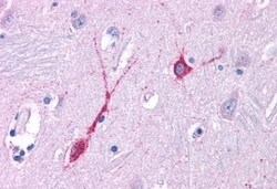 Invitrogen OXGR1 Polyclonal Antibody 50 &mu;g; Unconjugated:Antibodies,
