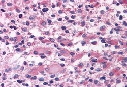 Invitrogen OXGR1 Polyclonal Antibody 50 &mu;g; Unconjugated:Antibodies,