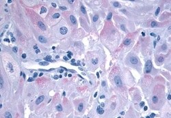 Invitrogen Oxytocin Receptor Polyclonal Antibody 50 &mu;g; Unconjugated:Antibodies,
