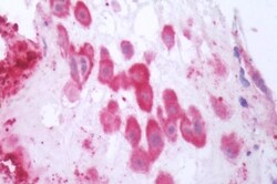 Invitrogen Oxytocin Receptor Polyclonal Antibody 50 &mu;g; Unconjugated:Antibodies,