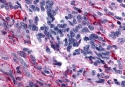 Invitrogen Oxytocin Receptor Polyclonal Antibody 50 &mu;g; Unconjugated:Antibodies,