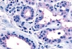 Invitrogen Oxytocin Receptor Polyclonal Antibody 50 &mu;g; Unconjugated:Antibodies,