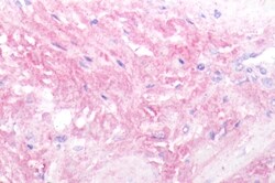 Invitrogen Oxytocin Receptor Polyclonal Antibody 50 &mu;g; Unconjugated:Antibodies,