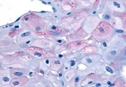 Invitrogen Oxytocin Receptor Polyclonal Antibody 50 &mu;g; Unconjugated:Antibodies,