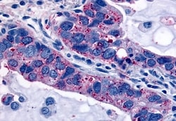 Invitrogen Oxytocin Receptor Polyclonal Antibody 50 &mu;g; Unconjugated:Antibodies,