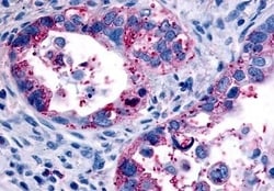 Invitrogen Oxytocin Receptor Polyclonal Antibody 50 &mu;g; Unconjugated:Antibodies,