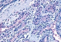 Invitrogen Oxytocin Receptor Polyclonal Antibody 50 &mu;g; Unconjugated:Antibodies,