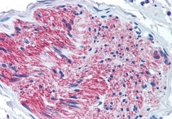 Invitrogen P2X7 Polyclonal Antibody 50 &mu;g | Buy Online | Invitrogen&trade; | Fisher Scientific