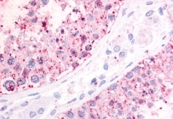 Invitrogen P2Y1 Polyclonal Antibody 50 &mu;g; Unconjugated:Antibodies,