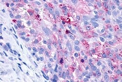 Invitrogen P2Y10 Polyclonal Antibody 50 &mu;g; Unconjugated:Antibodies,