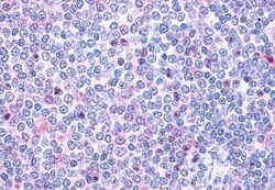 Invitrogen P2Y10 Polyclonal Antibody 50 &mu;g; Unconjugated:Antibodies,