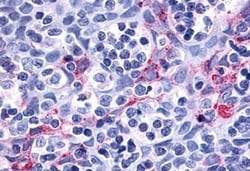 Invitrogen P2Y11 Polyclonal Antibody 50 &mu;g; Unconjugated:Antibodies,