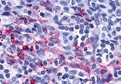 Invitrogen P2Y11 Polyclonal Antibody 50 &mu;g; Unconjugated:Antibodies,