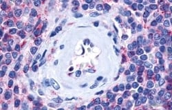 Invitrogen P2Y13 Polyclonal Antibody 50 &mu;g; Unconjugated:Antibodies,