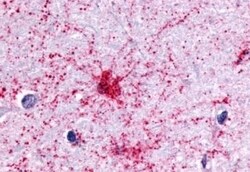 Invitrogen P2Y13 Polyclonal Antibody 50 &mu;g; Unconjugated:Antibodies,