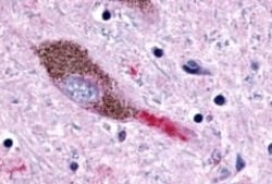 Invitrogen P2Y13 Polyclonal Antibody 50 &mu;g; Unconjugated:Antibodies,