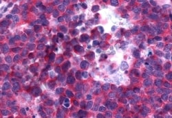 Invitrogen P2Y13 Polyclonal Antibody 50 &mu;g; Unconjugated:Antibodies,