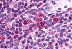 Invitrogen P2Y13 Polyclonal Antibody 50 &mu;g; Unconjugated:Antibodies,