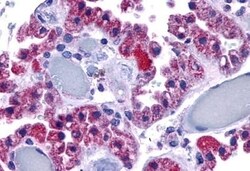 Invitrogen P2Y13 Polyclonal Antibody 50 &mu;g; Unconjugated:Antibodies,