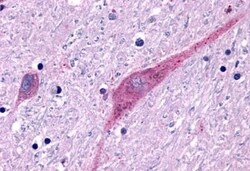 Invitrogen P2Y13 Polyclonal Antibody 50 &mu;g; Unconjugated:Antibodies,