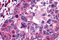 Invitrogen P2Y13 Polyclonal Antibody 50 &mu;g; Unconjugated:Antibodies,