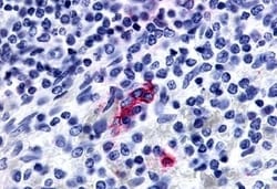 Invitrogen P2Y13 Polyclonal Antibody 50 &mu;g; Unconjugated:Antibodies,