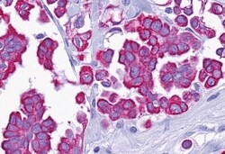 Invitrogen P2Y14 Polyclonal Antibody 50 &mu;g; Unconjugated:Antibodies,