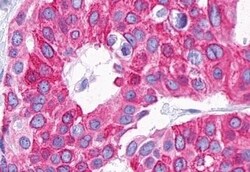 Invitrogen P2Y14 Polyclonal Antibody 50 &mu;g; Unconjugated:Antibodies,