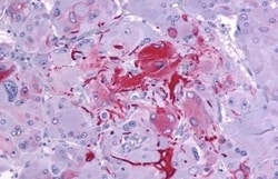 Invitrogen P2Y14 Polyclonal Antibody 50 &mu;g; Unconjugated:Antibodies,