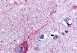 Invitrogen P2Y14 Polyclonal Antibody 50 &mu;g; Unconjugated:Antibodies,