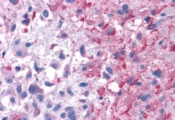 Invitrogen P2Y14 Polyclonal Antibody 50 &mu;g; Unconjugated:Antibodies,