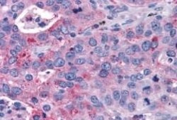Invitrogen P2Y14 Polyclonal Antibody 50 &mu;g; Unconjugated:Antibodies,