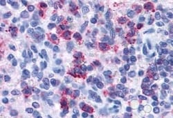 Invitrogen P2Y4 Polyclonal Antibody 50 &mu;g | Buy Online | Invitrogen&trade; | Fisher Scientific