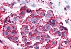 Invitrogen P2Y6 Polyclonal Antibody 50 &mu;g; Unconjugated:Antibodies,