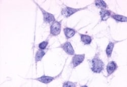 Invitrogen P2Y6 Polyclonal Antibody 50 &mu;g; Unconjugated:Antibodies,
