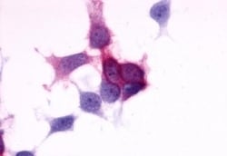 Invitrogen P2Y6 Polyclonal Antibody 50 &mu;g; Unconjugated:Antibodies,