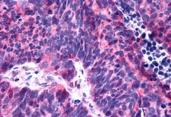 Invitrogen P2Y6 Polyclonal Antibody 50 &mu;g; Unconjugated:Antibodies,