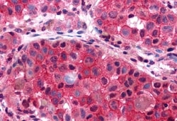 Invitrogen P2Y6 Polyclonal Antibody 50 &mu;g; Unconjugated:Antibodies,