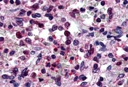 Invitrogen P2Y6 Polyclonal Antibody 50 &mu;g; Unconjugated:Antibodies,