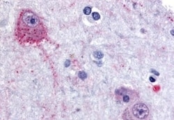Invitrogen PCSK6 Polyclonal Antibody 50 &mu;g; Unconjugated:Antibodies,