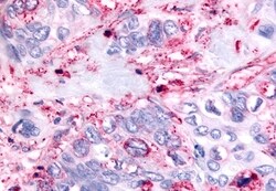 Invitrogen PAK6 Polyclonal Antibody 50 &mu;g; Unconjugated:Antibodies,