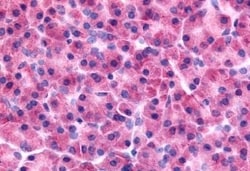 Invitrogen PAK7 Polyclonal Antibody 50 &mu;g; Unconjugated:Antibodies,