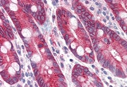 Invitrogen PIGR Polyclonal Antibody 50 μg; Unconjugated:Antibodies,