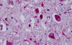 Invitrogen NPY4R Polyclonal Antibody 50 &mu;g; Unconjugated:Antibodies,