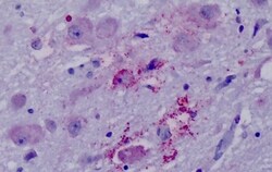 Invitrogen NPY4R Polyclonal Antibody 50 &mu;g; Unconjugated:Antibodies,